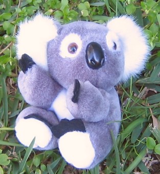 Beanie koala